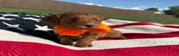 Mini Goldendoodle dogs for sale: Mini Goldendoodle 1 - Ad 2