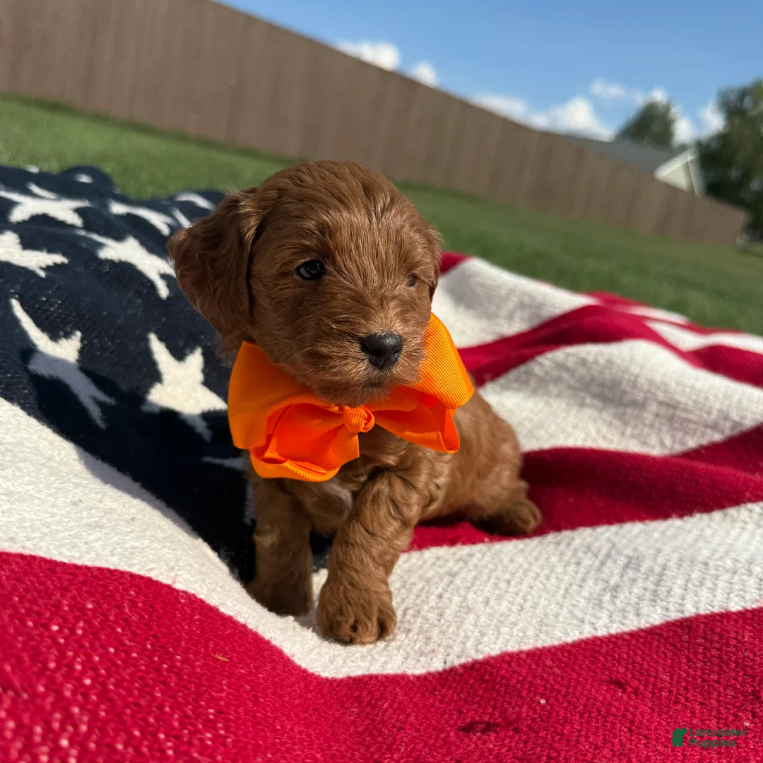 Mini Goldendoodle dogs for sale: Mini Goldendoodle 1 - Ad 2