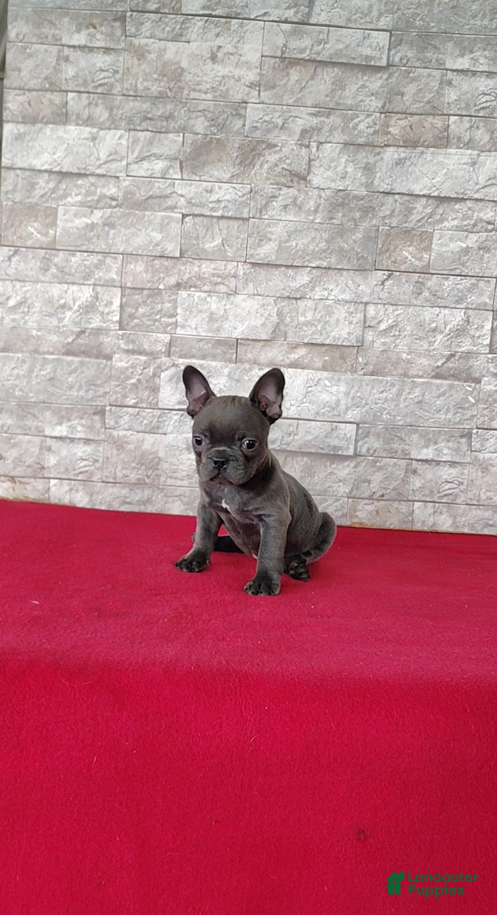 Mixed Breed dogs Debra - Ad 1