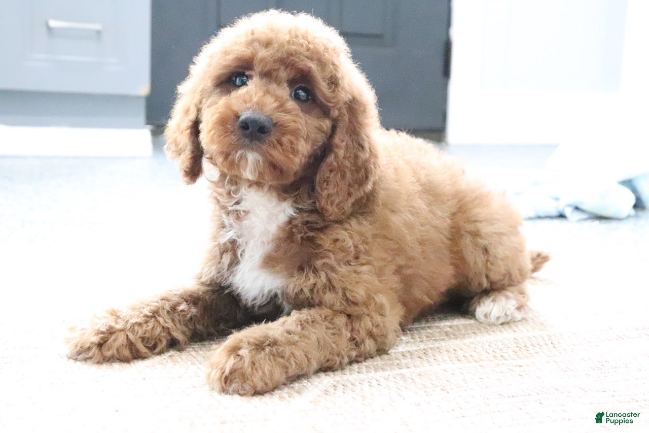 Mini Goldendoodle dogs Maggie - Ad 2