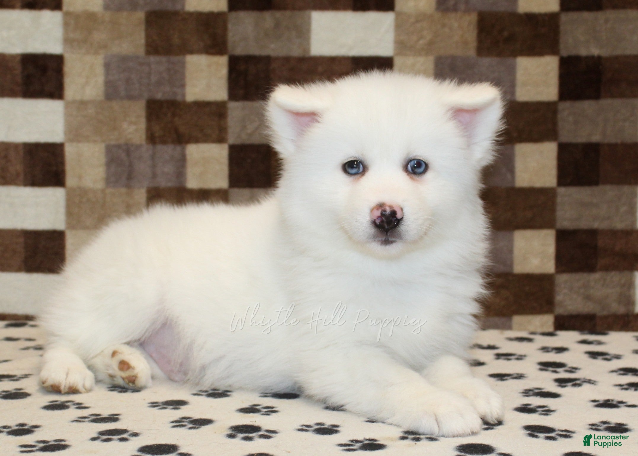 Pomsky dogs Jasper - Ad 2