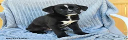 Mixed Breed dogs for sale: Nitro - Ad 2