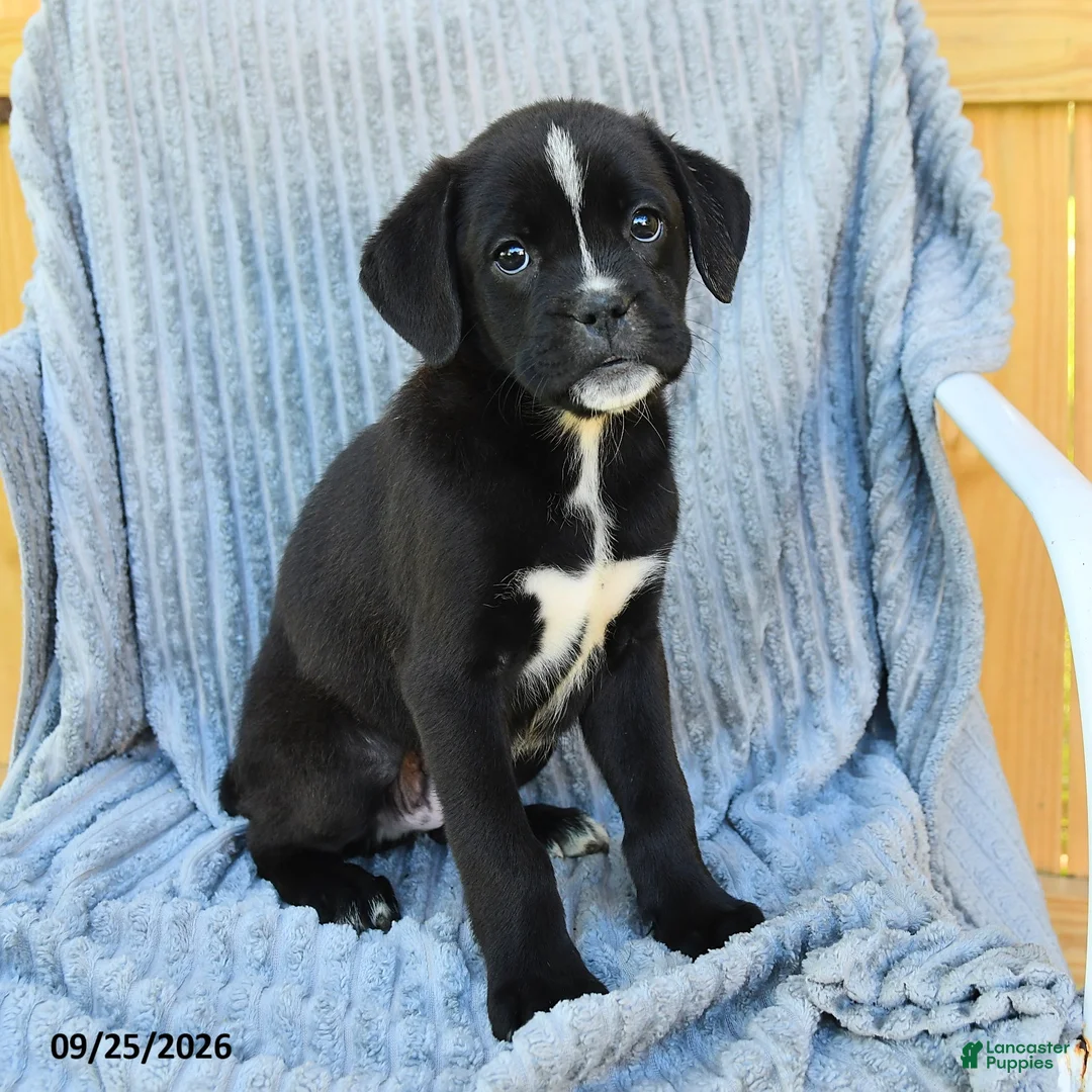Mixed Breed dogs for sale: Nitro - Ad 2