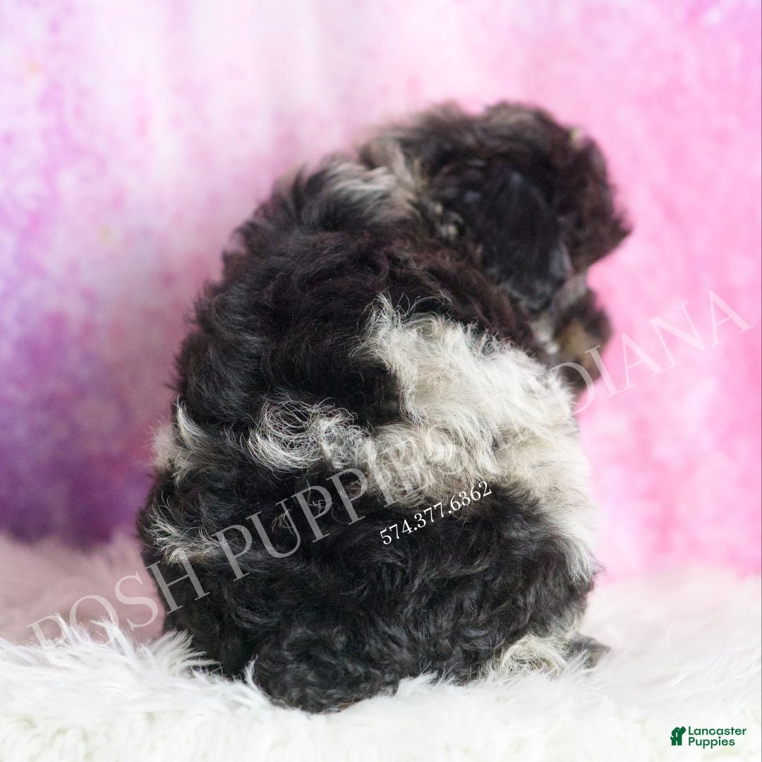 Toy Poodle dogs for sale: Jackson - Ad 6