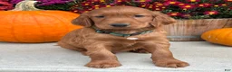 Irish Setter dogs for sale: Garrett - Ad 3