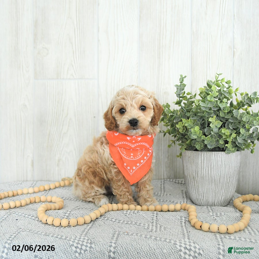 Cockapoo dogs Bentley EXTRA SMALL - Ad 39