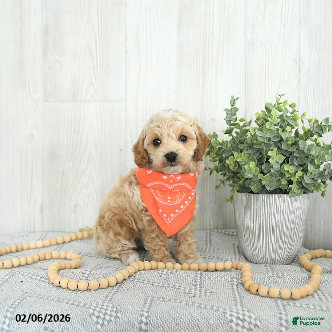 Cockapoo dogs for sale: Bentley EXTRA SMALL - Ad 1
