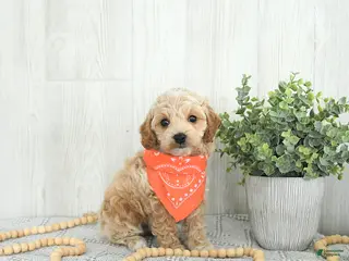 Cockapoo dogs Bentley EXTRA SMALL - Ad 39