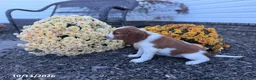 Welsh Springer Spaniel dogs for sale: Lori - Ad 21