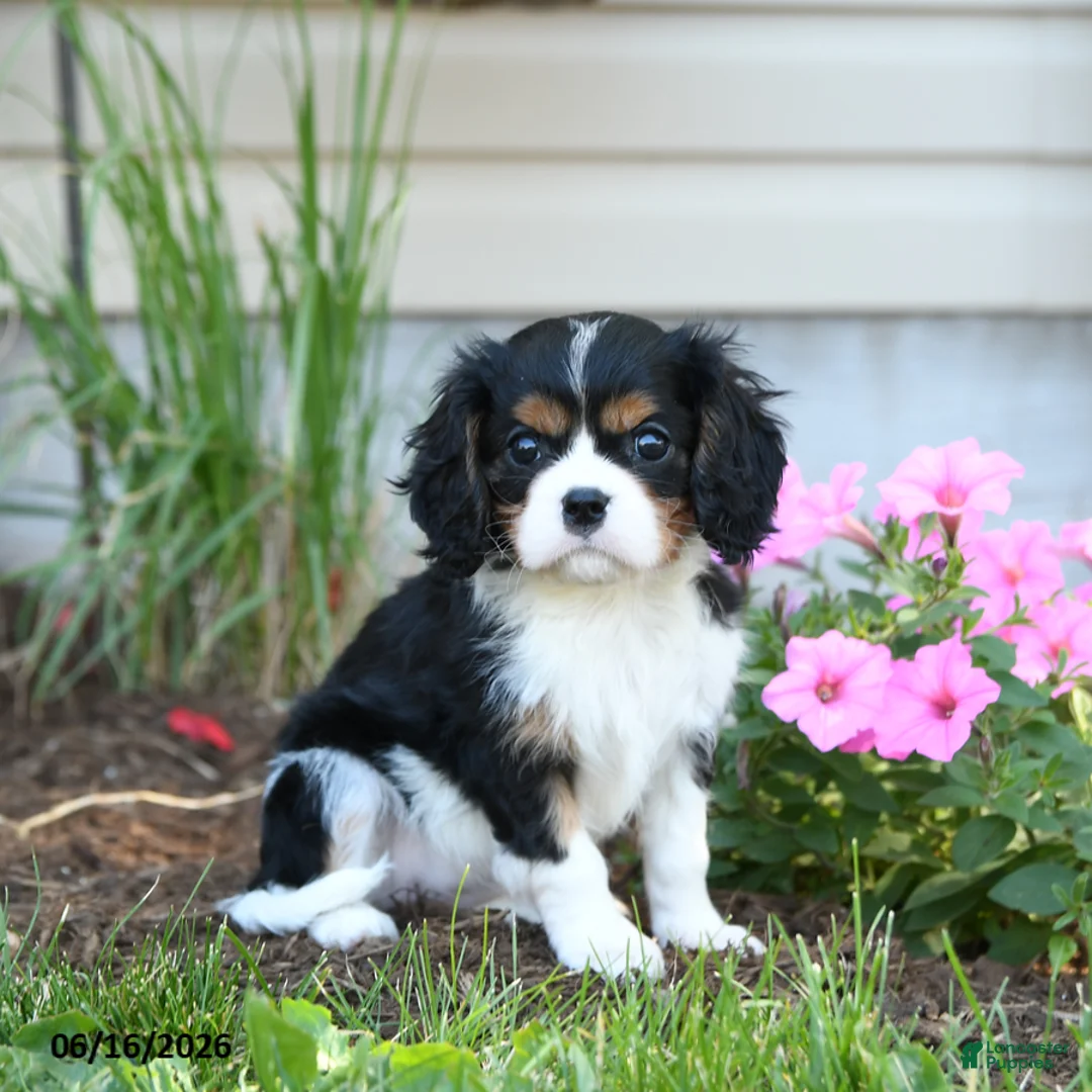 Cavalier King Charles Spaniel dogs for sale: Lizzy - Ad 2