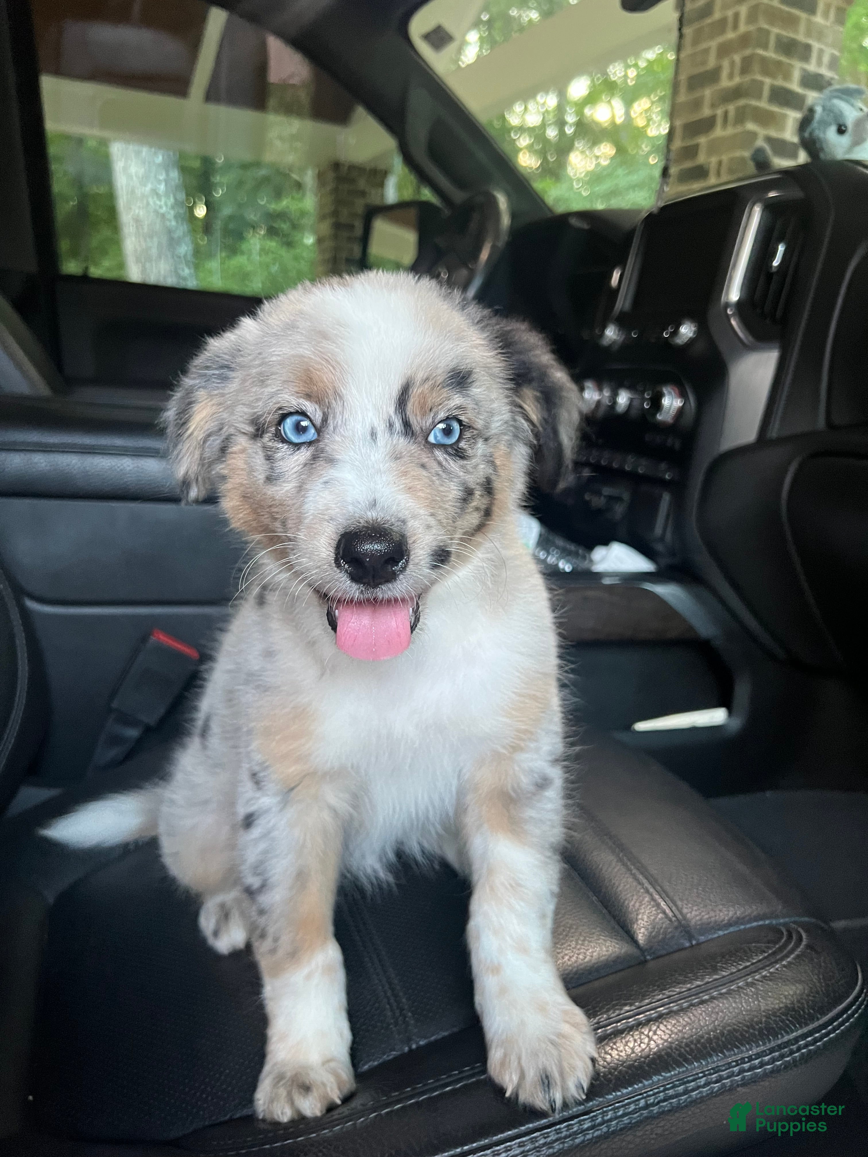 Australian Shepherd dogs Australian Shepherd 1 - Ad 22