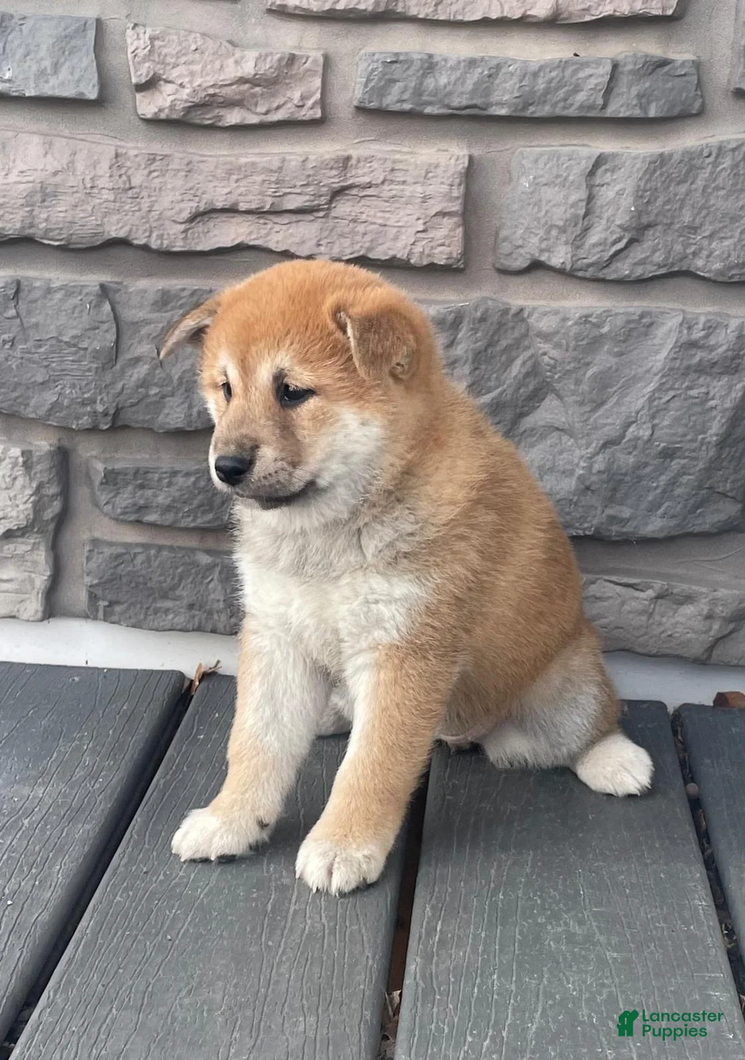 Shiba Inu dogs for sale: Cindy  - Ad 2