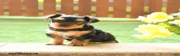 Yorkshire Terrier dogs for sale: Gracie - Ad 2