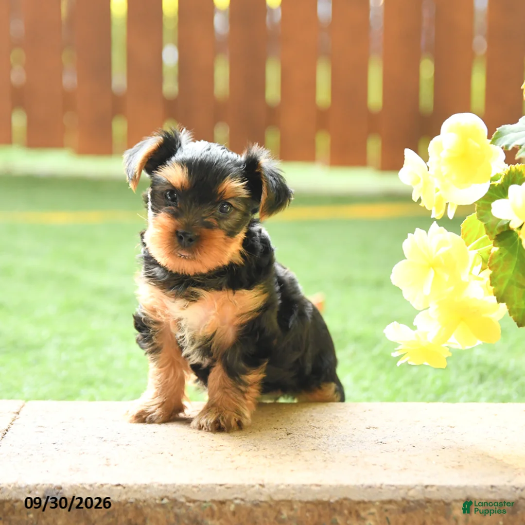 Yorkshire Terrier dogs for sale: Gracie - Ad 2