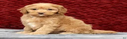 Cavapoo dogs for sale: Sandy - Ad 2