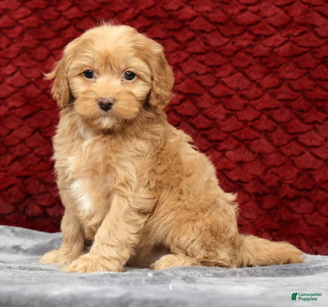 Cavapoo dogs for sale: Sandy - Ad 2