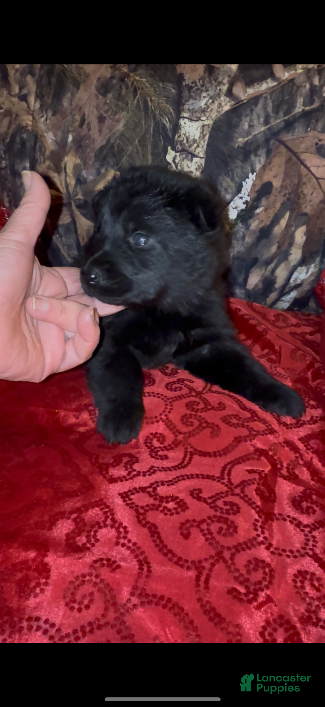 German Shepherd dogs for sale: Sussie B - Ad 3