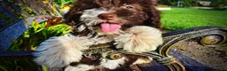 Havapoo dogs for sale: Dexter - Ad 4