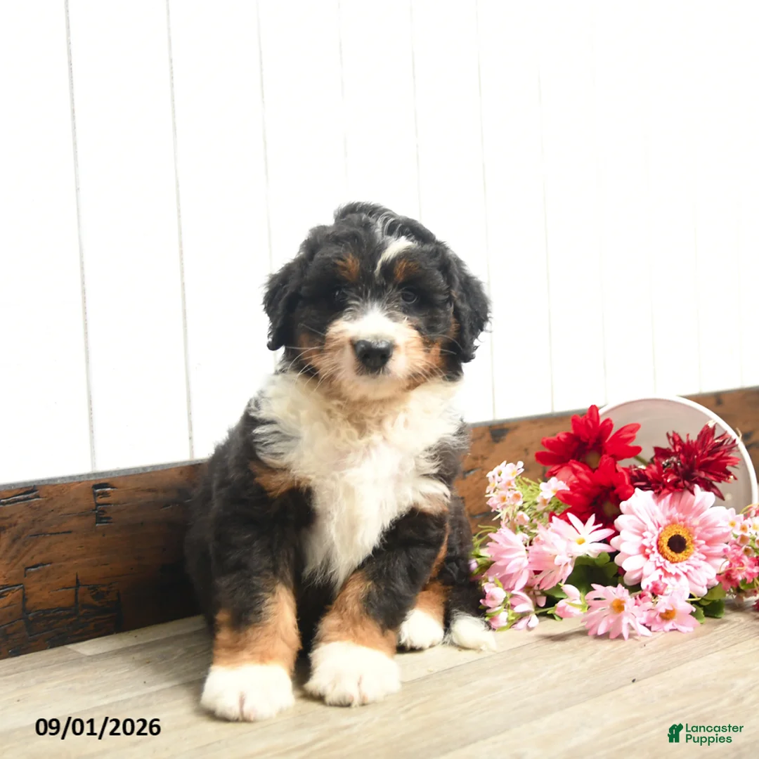 Aussiedoodle dogs for sale: Quackers - Ad 3