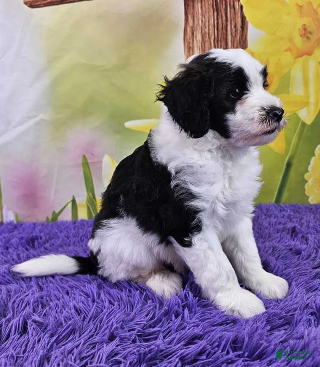 Mini Sheepadoodle dogs for sale: Tommy - Ad 2