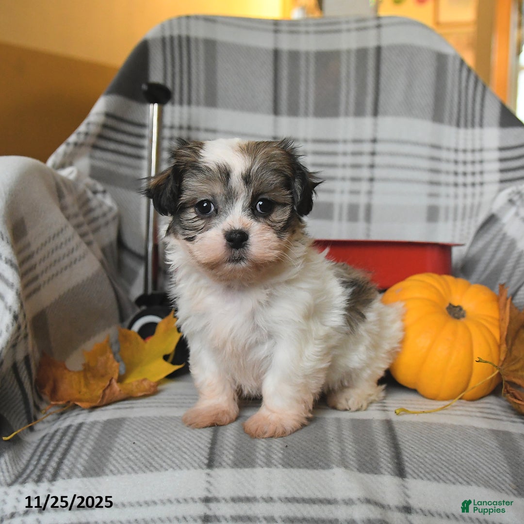 Malshi dogs for sale: Roxy - Ad 1