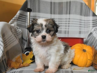 Malshi dogs Roxy - Ad 14