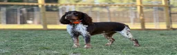 English Springer Spaniel dogs for sale: Reef  - Ad 3
