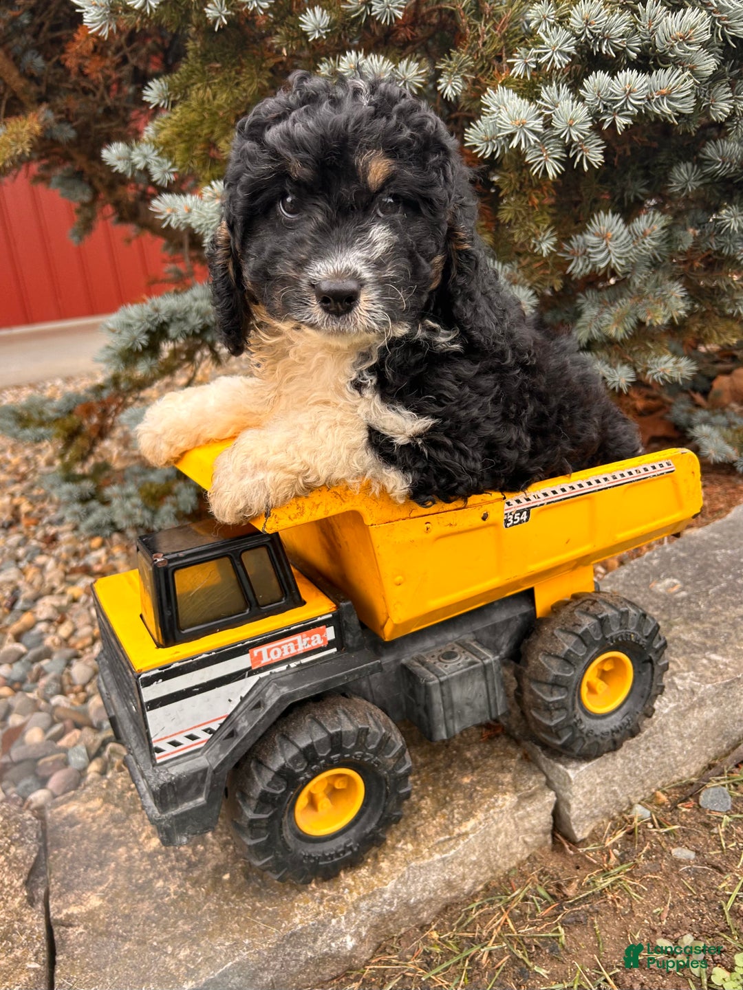 Cockapoo dogs for sale: Luca - Ad 2