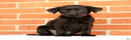 Labrador Retriever dogs for sale: Boba - Ad 7