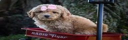 Bichpoo dogs for sale: Nessa Rose🎀 - Ad 6