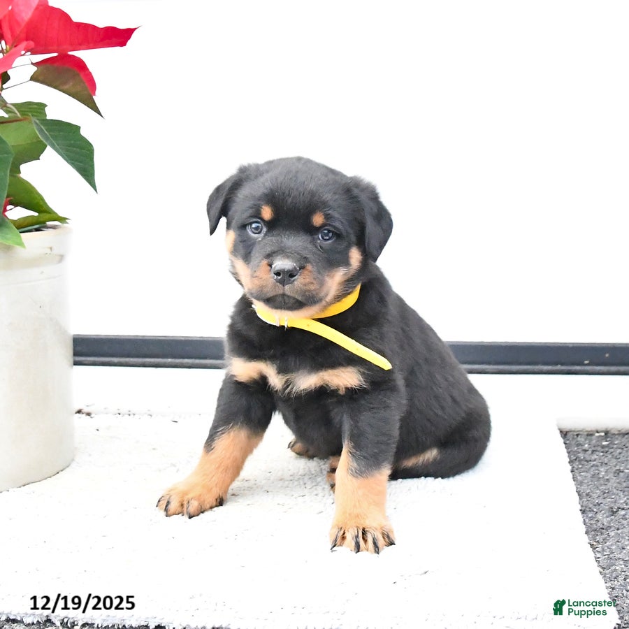 Rottweiler dogs Topaz - Ad 6