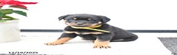 Rottweiler dogs for sale: Topaz - Ad 1
