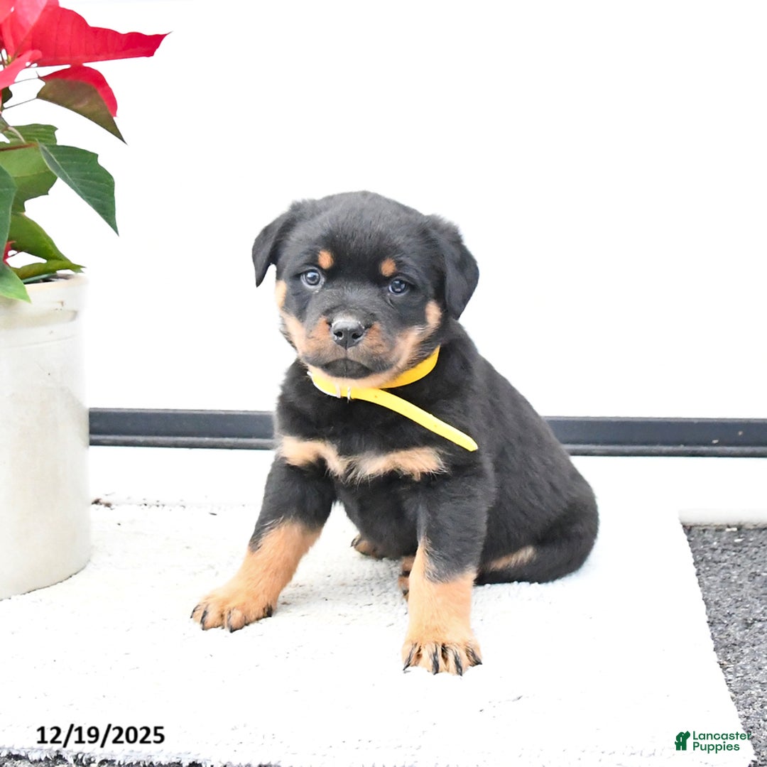 Rottweiler dogs for sale: Topaz - Ad 1