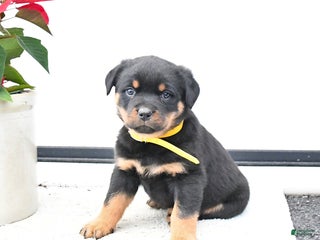 Rottweiler dogs Topaz - Ad 6