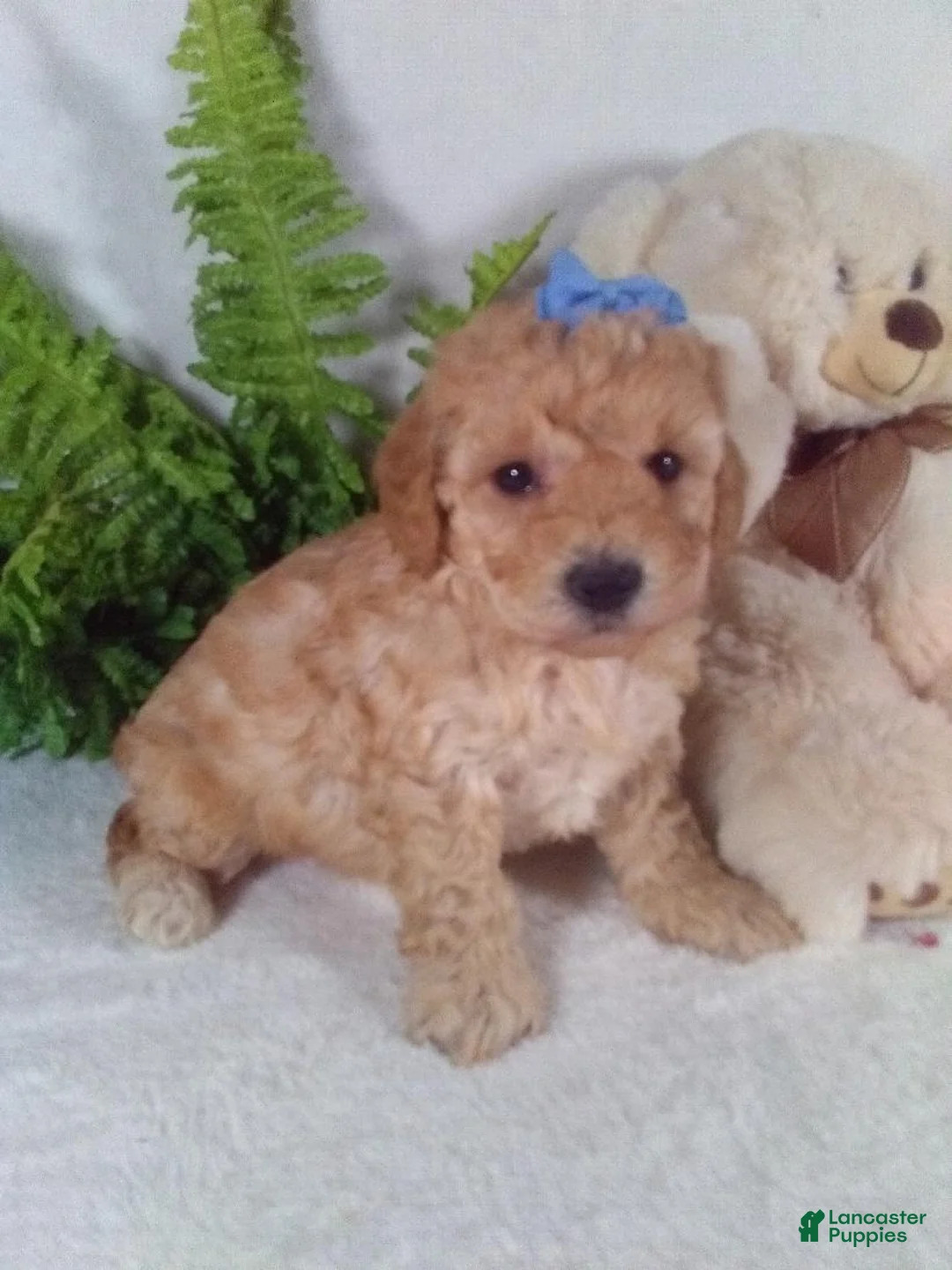 Bichpoo dogs for sale: Annie - Ad 4