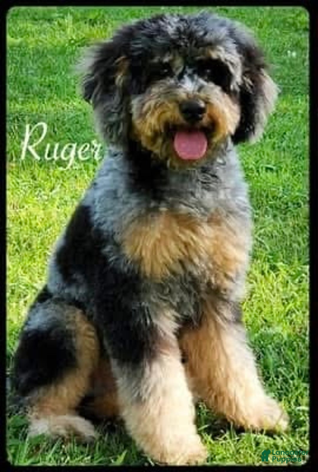 Miniature Poodle dogs for sale: Fallon - Ad 4