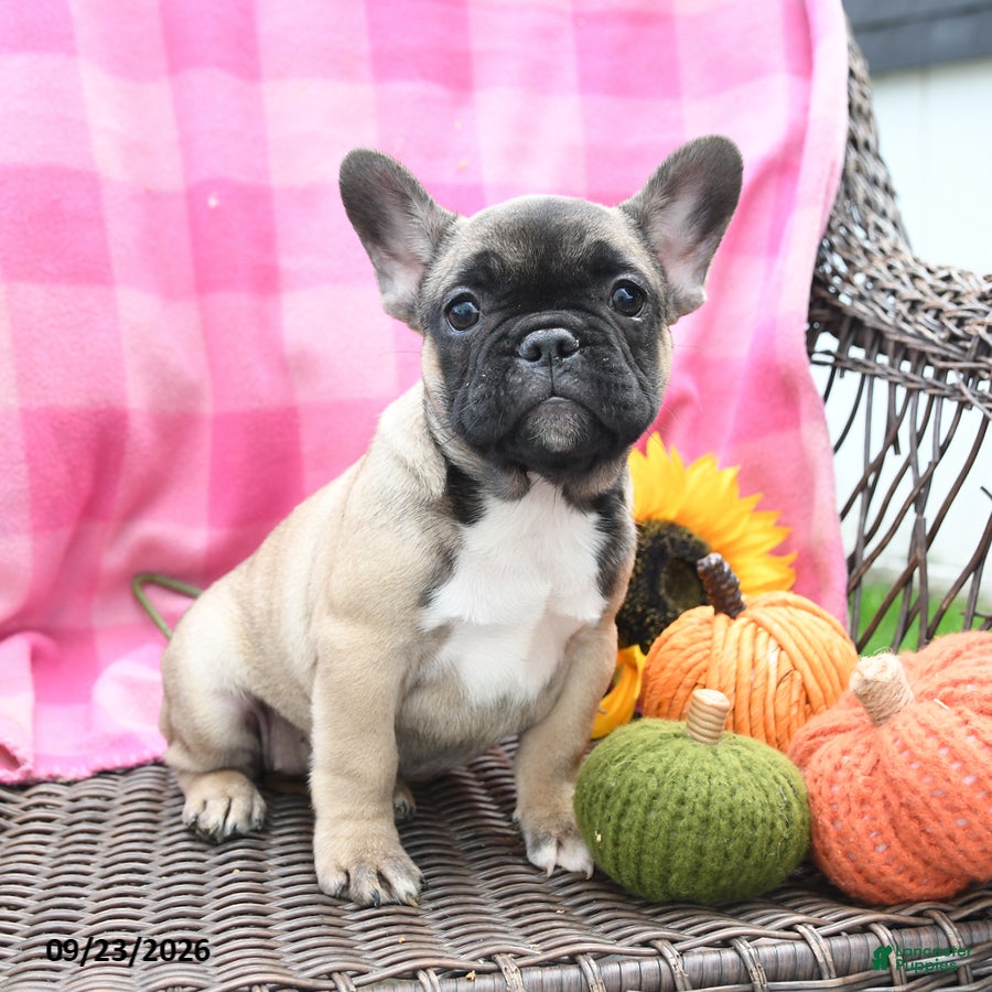 French Bulldog dogs Kayla Extra Small - Ad 1