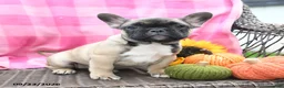 French Bulldog dogs for sale: Kayla - Ad 1