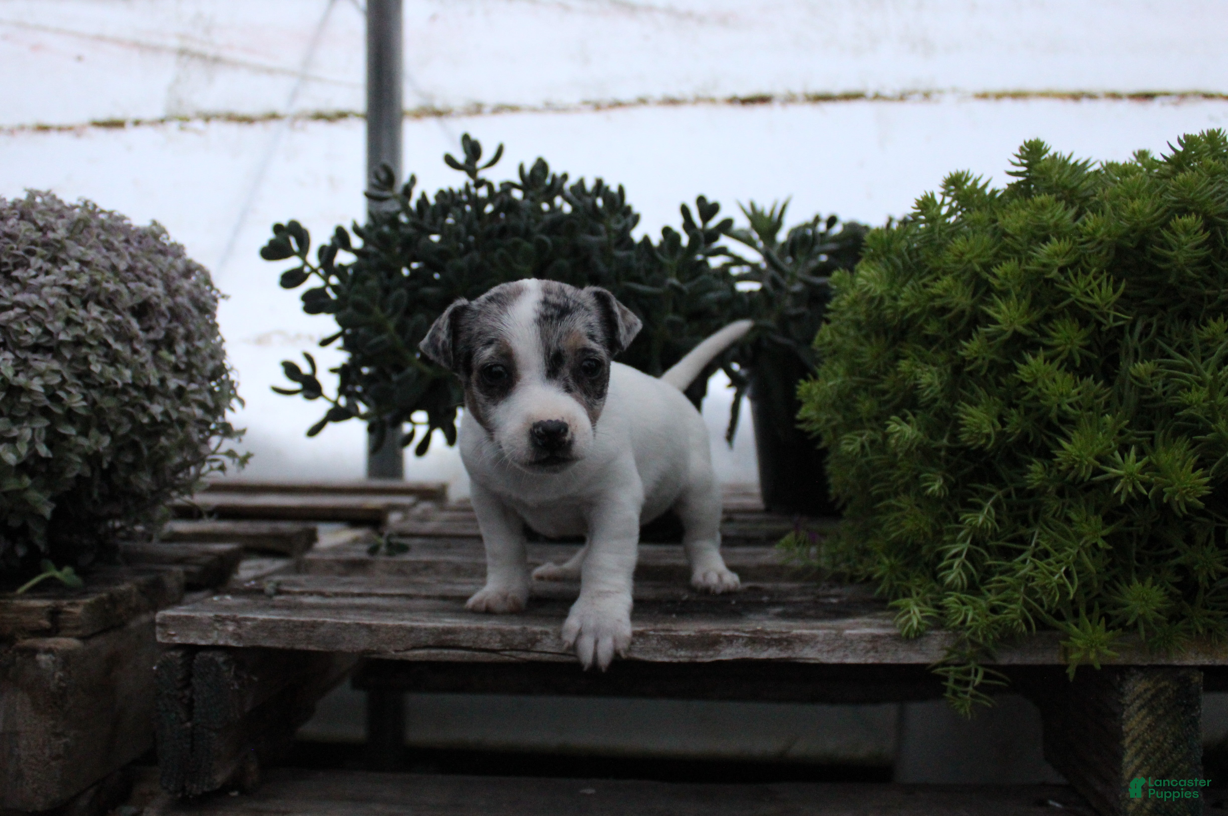 Jack Russell Terrier dogs Sasha - Ad 35