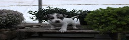 Jack Russell Terrier dogs for sale: Sasha - Ad 1