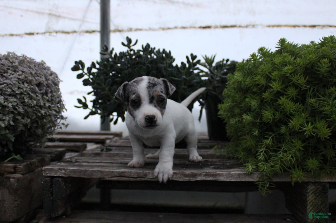 Jack Russell Terrier dogs for sale: Sasha - Ad 1