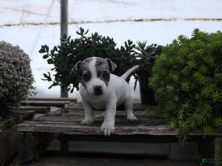 Jack Russell Terrier dogs Sasha - Ad 37
