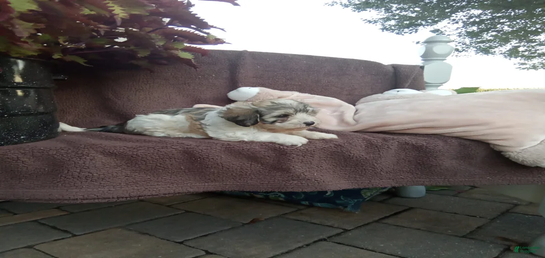 Gallery Image {{count}}