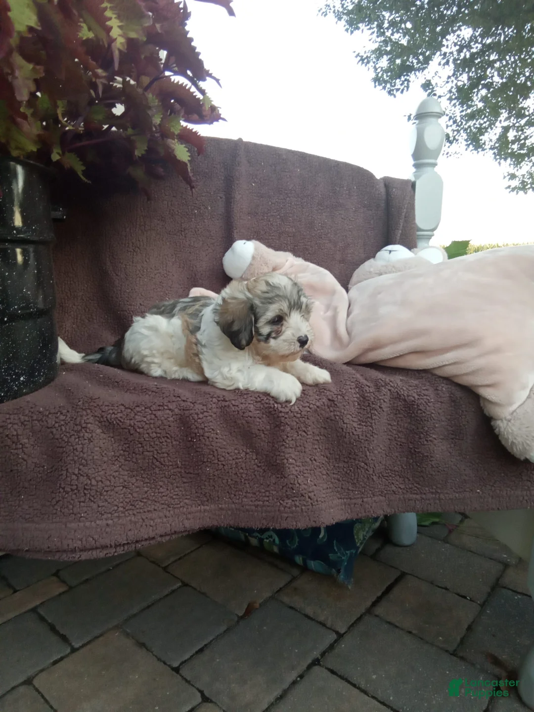 Gallery Image {{count}}