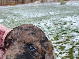 Mixed Breed dogs - Ad 15