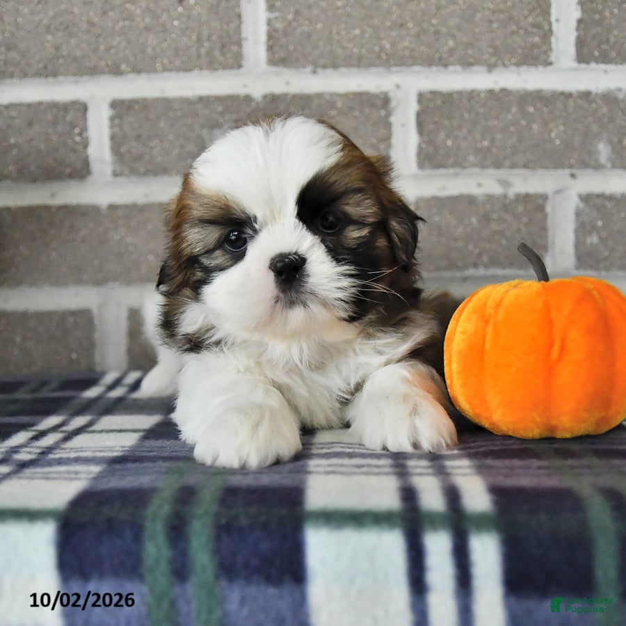 Shih Tzu dogs Chester - Ad 1