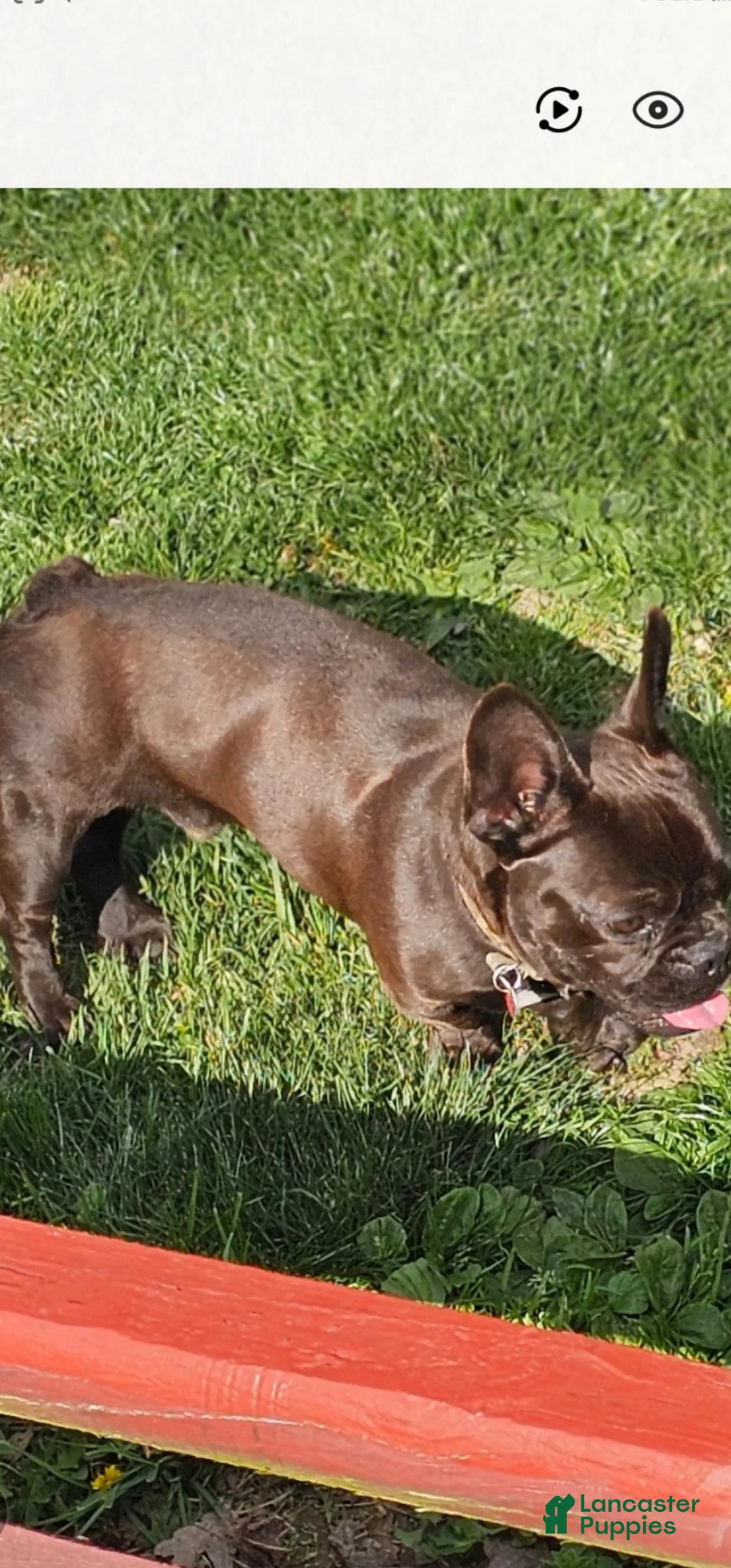 Frenchton dogs for sale: Oreo - Ad 12