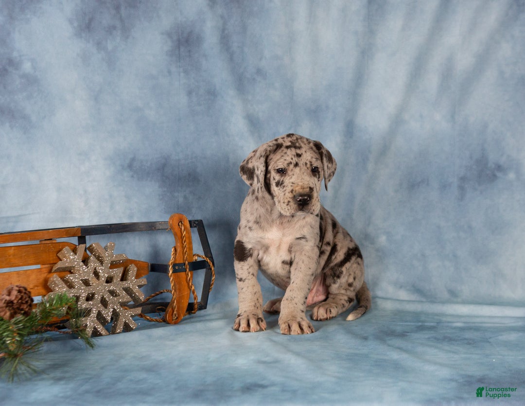 Great Dane dogs for sale: Donovan - Ad 2