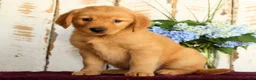 Golden Retriever dogs for sale: Shannon - Ad 4
