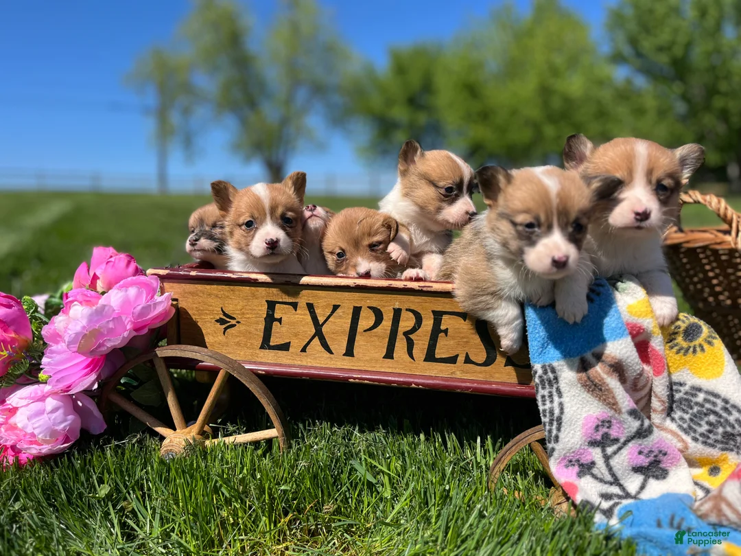 Welsh Corgi Pembroke dogs for sale: Sweet Clover❤️🐾AKC ❤️Text or Call 717-201-1556 - Ad 2
